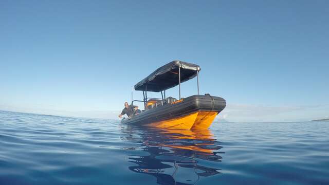 Tohora Bora Bora - Whale watching tours