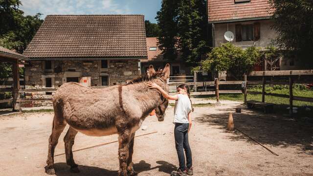 Paseo en burro