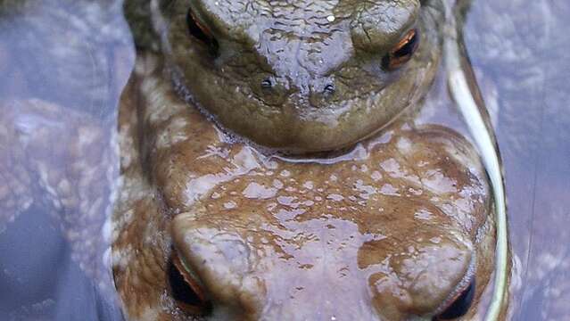 Petite leçon de nature : les amphibiens
