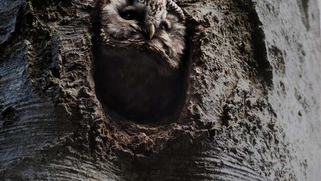 Projection du film "Le Grand Marais"