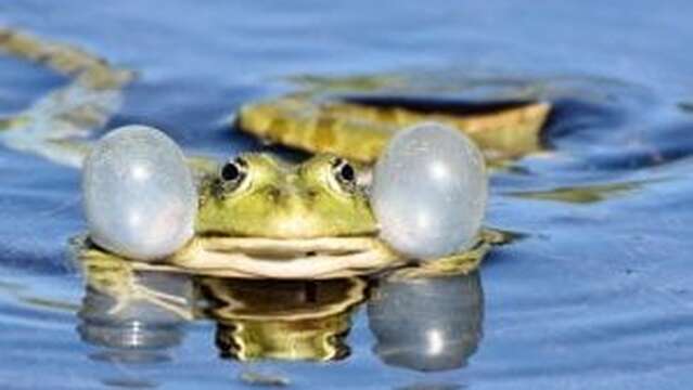 Mercredis des marm'eau - C'est la fête à la grenouille ! (Parents-enfants de 3 à 5 ans) - Maison du Marais de Lavours