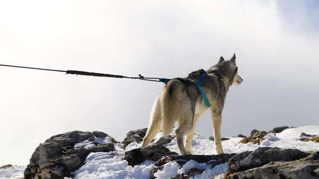 Stage mini-musher - 7h