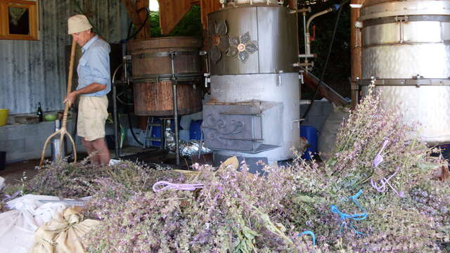 Démonstration de distillation de lavande et plantes aromatiques