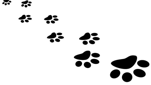 Goûter gourmand sur les traces des animaux