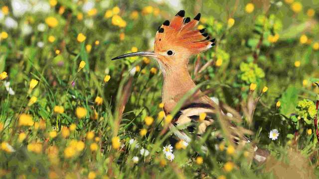 Fête de la Nature