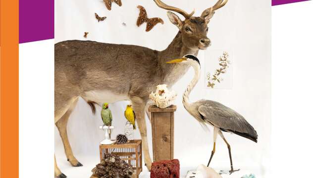 Collection(s) de curiosités – le muséum Requien sort de ses murs