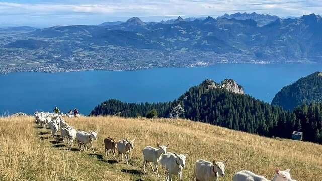 Destination: the atypical Neuvaz mountain pasture