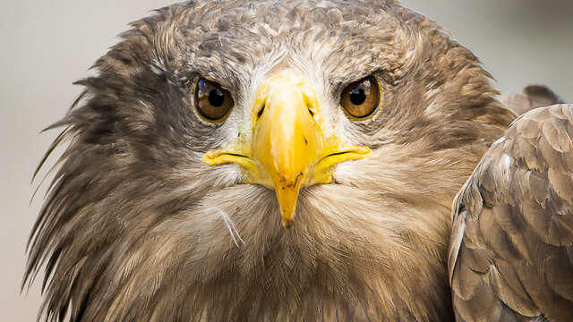 Explorez le monde fascinant des animaux rapaces