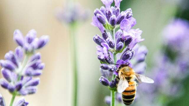 Intervention pédagogique de la Miellerie de l’Oratoire