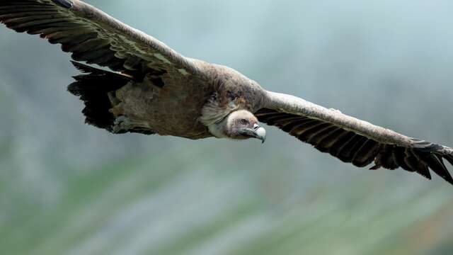 À vos jumelles : les grands rapaces