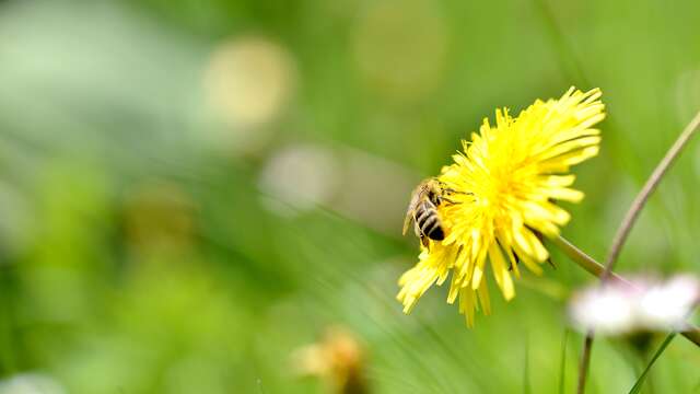 Morgins - Sentier des abeilles (sentier apicole)