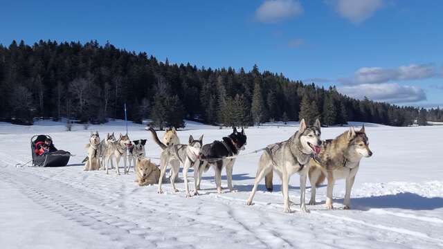 Baptême en chiens de traîneau Evasion Terre-Neige