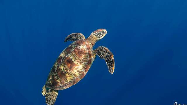 'ATAE Safari Ocean ~ Tahiti