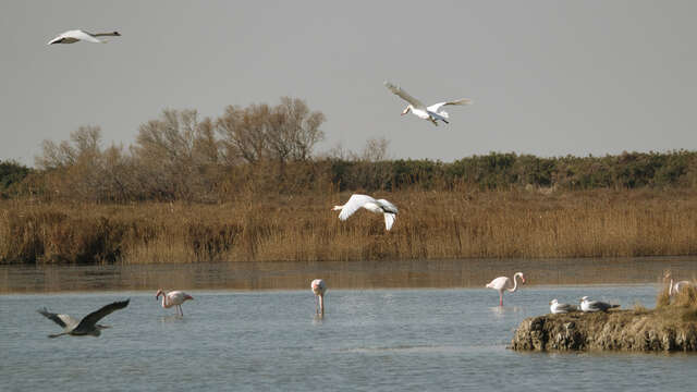 Observation des oiseaux du marais