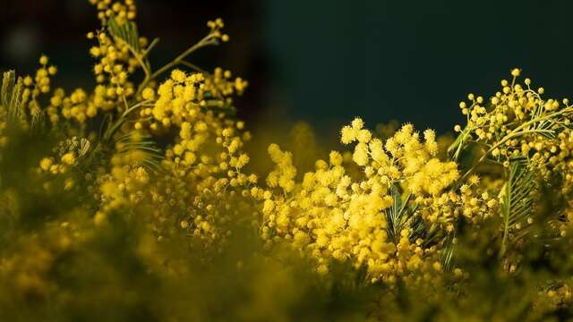 Visite guidée d'une exploitation et de sa forcerie