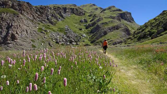 Entdecken Sie mit dem Bureau Montagne die Alpenblumen