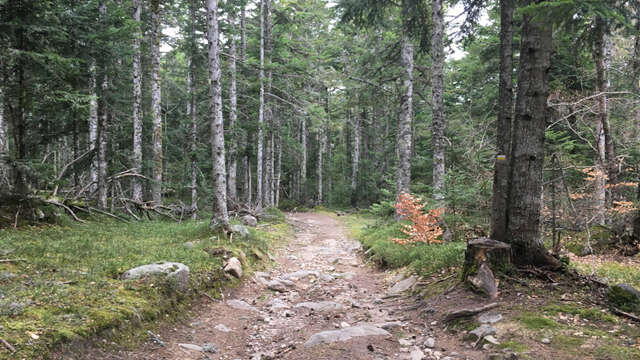 Parcours 15 - La truite