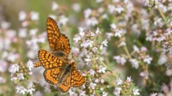 Suivi scientifique participatif - Papillons