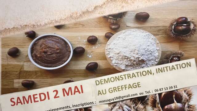 Demonstration and introduction to grafting chestnut trees