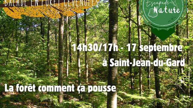 La Forêt comment ça pousse ?