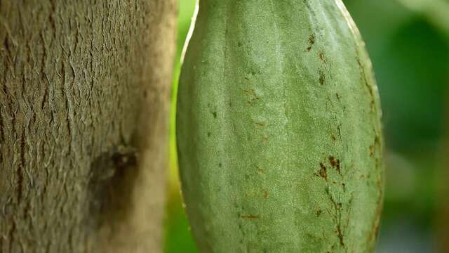 Animation flash "Le cacao et ses secrets" au Val Rahmeh