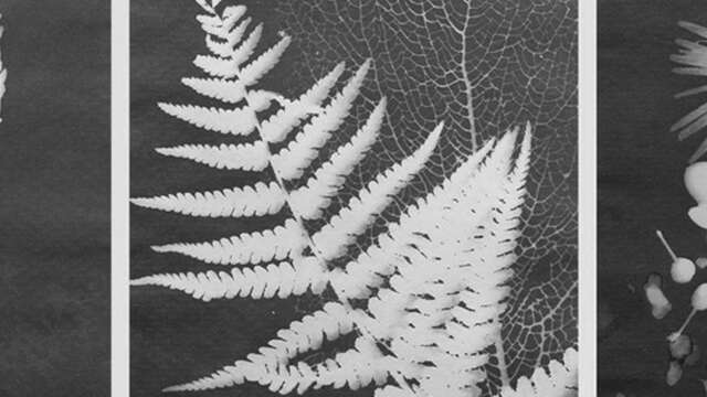 Frühlingsgefühle - Cyanotypie-Workshop