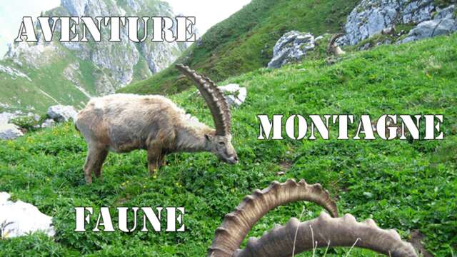 Rando faune