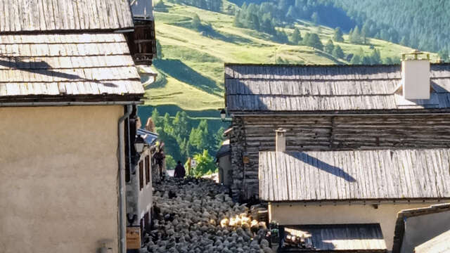 Transhumance à Saint Véran