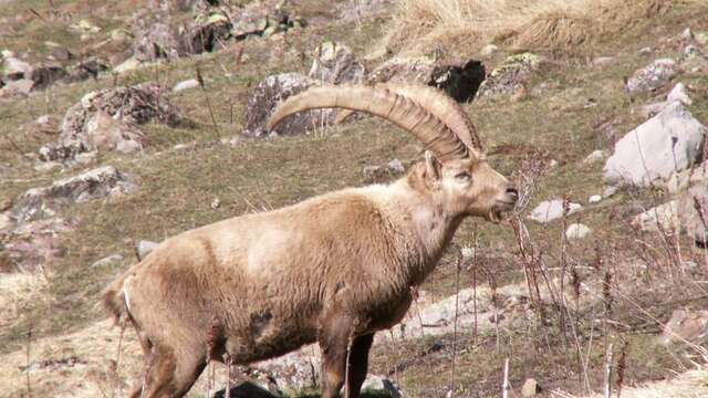 Chamois et bouquetins à Champoléon balade en raquettes