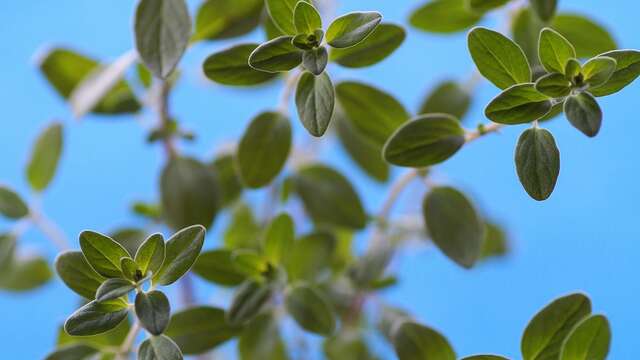 Balade - Les plantes aromatiques