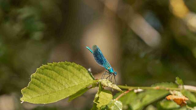 Gravière aux oiseaux - « Petites bêtes et compagnie »