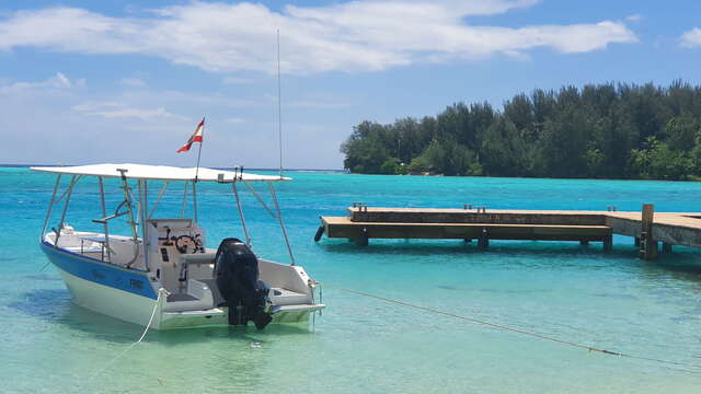 Moorea Evasion - Sortie Baleines