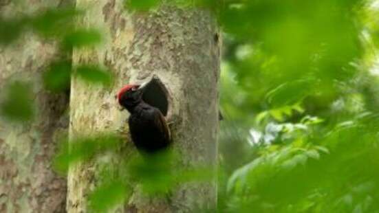 Balade naturaliste : A la découverte des pics