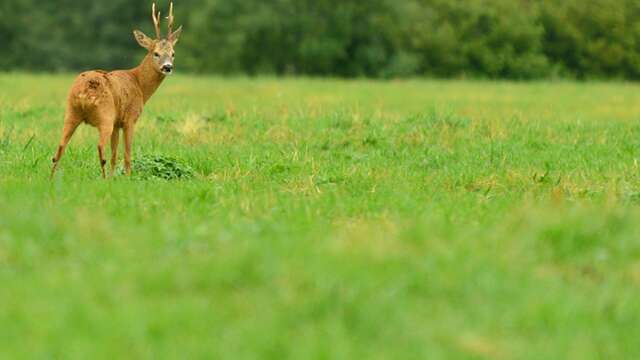 PR304 Le Creux du Loup