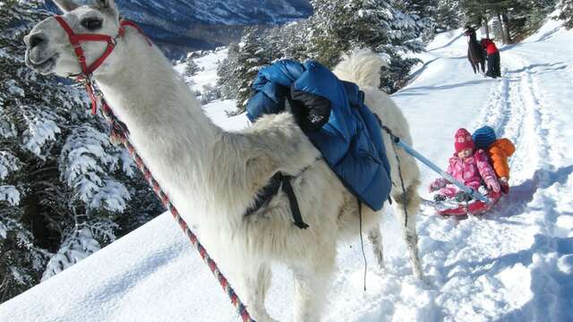 Randonnée Lama Pulka / Ski-­joëring -  La Ferme de Claire