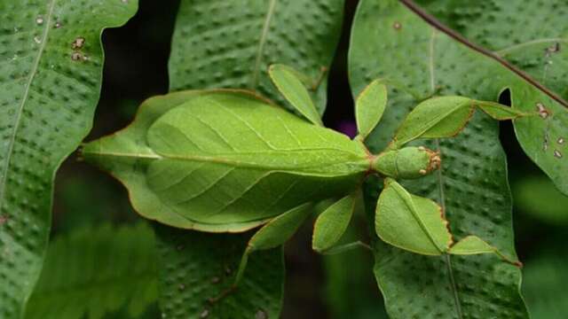 Les phasmes, ces insectes fascinants