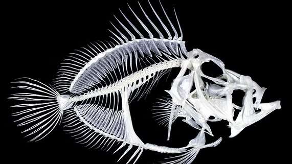 Découverte du métier d’Ostéologue