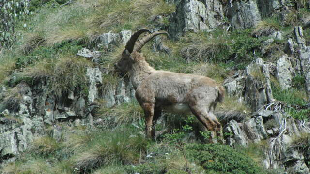 Randonnée - Valgo Champsaur Sauvage