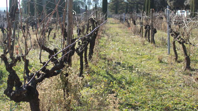 Jardin des Vignes