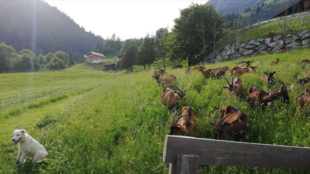 La Chèvrerie des Aravis
