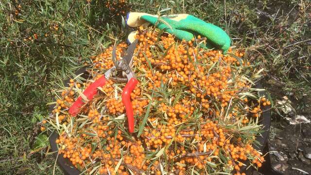 Le Pressoir Neffois - " L'argousier sauvage"