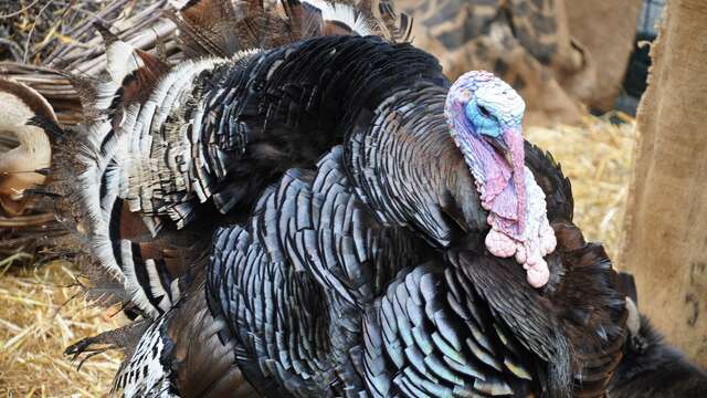 Saint-Dindon du Cercle du Littoral