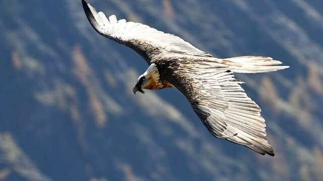 Rdv avec un garde-moniteur : le gypaète barbu du Valgaudemar (copy) (copy) (copy)