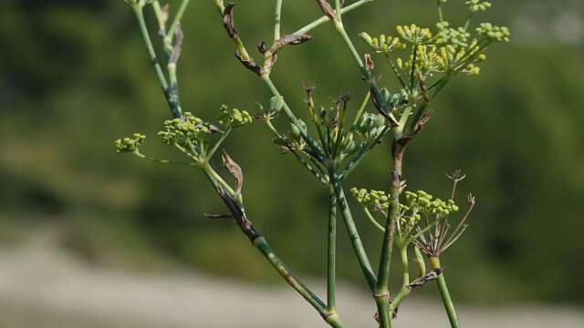 Ethnobotanique de Basse Provence