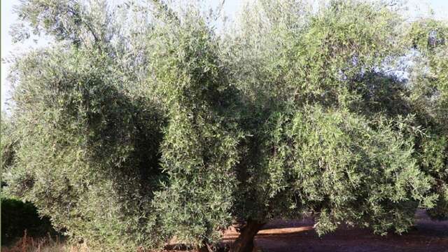 Conférence : l'Olivier, arbre éternel *