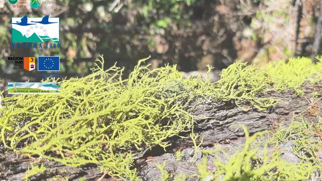 Sortie Lichens et oiseaux
