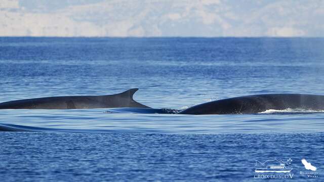 Croisière : Baleines et dauphins | La Croix du Sud V