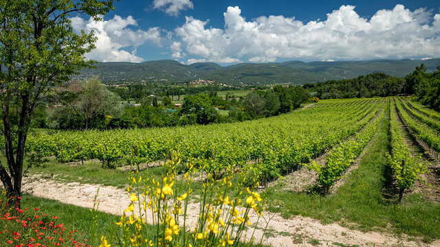 Château Saint Pons - Sentier vigneron