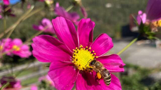 Station de fécondation des abeilles reines