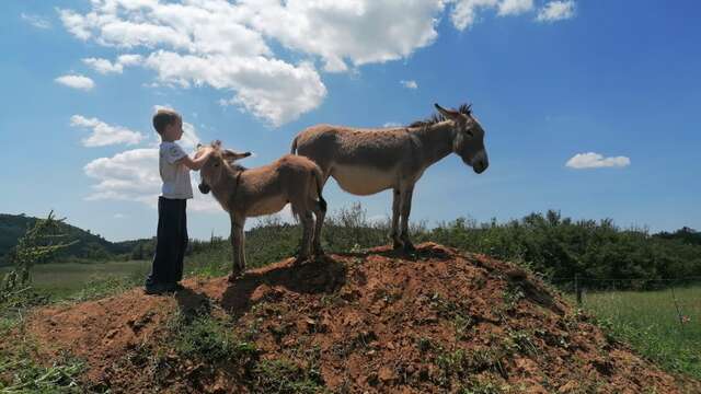 Les Ânes des Bréguières